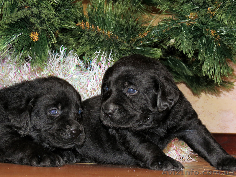 Щенки Лабрадора Salikasoul - <ro>Изображение</ro><ru>Изображение</ru> #2, <ru>Объявление</ru> #817413