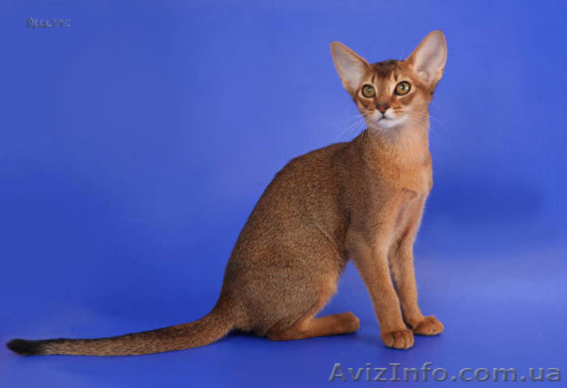 Абиссинские котята - американский тип, питомник Sunrise  - <ro>Изображение</ro><ru>Изображение</ru> #2, <ru>Объявление</ru> #816577