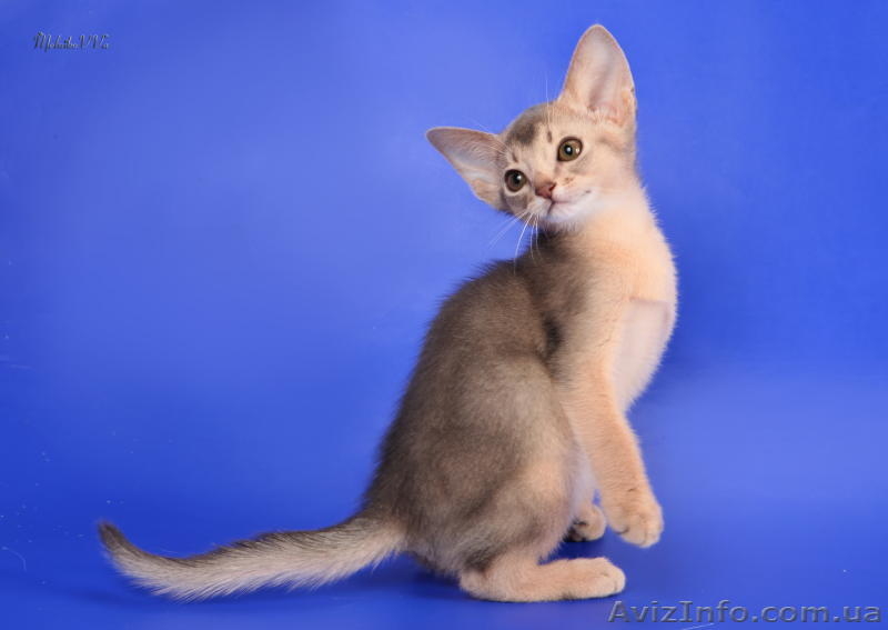 Абиссинские котята - американский тип, питомник Sunrise  - <ro>Изображение</ro><ru>Изображение</ru> #5, <ru>Объявление</ru> #816577