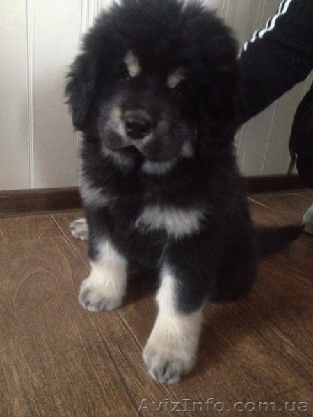 Продам элитного щенка тибетского мастифа - <ro>Изображение</ro><ru>Изображение</ru> #1, <ru>Объявление</ru> #818287