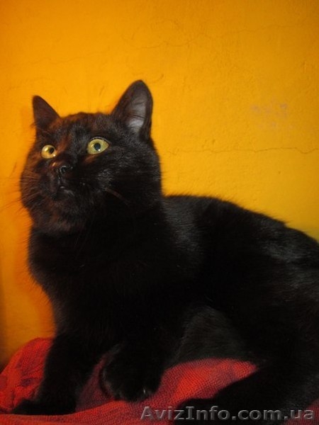 Отдам котю в надежные руки!!! - <ro>Изображение</ro><ru>Изображение</ru> #1, <ru>Объявление</ru> #821272