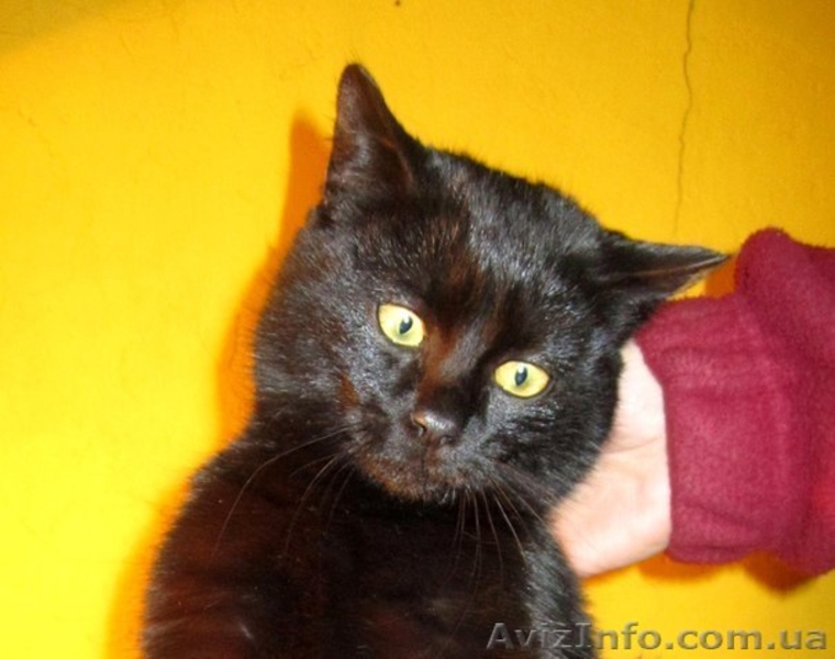 Отдам котю в надежные руки!!! - <ro>Изображение</ro><ru>Изображение</ru> #2, <ru>Объявление</ru> #821272