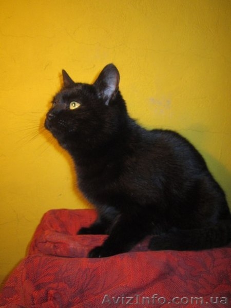 Отдам котю в надежные руки!!! - <ro>Изображение</ro><ru>Изображение</ru> #3, <ru>Объявление</ru> #821272