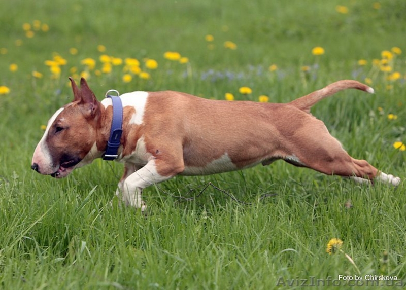 Маленькое Чудо( Мини бультерьерчики)Киев .  - <ro>Изображение</ro><ru>Изображение</ru> #4, <ru>Объявление</ru> #818959
