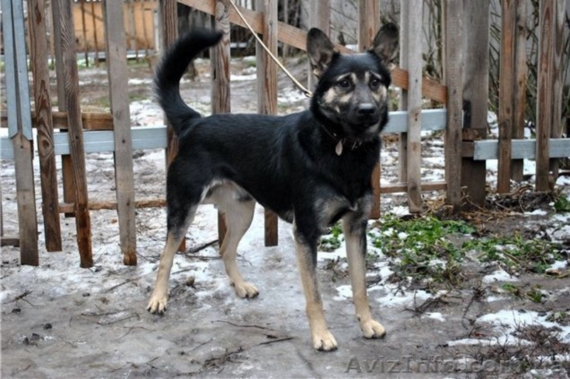 Душевный пес для душевных хозяев - <ro>Изображение</ro><ru>Изображение</ru> #2, <ru>Объявление</ru> #816417