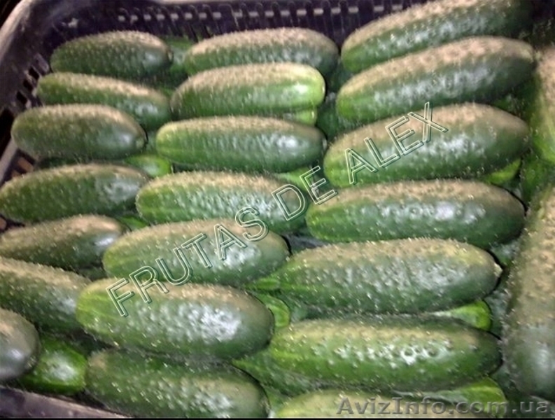 Томаты,огурец ,перец,баклажаны из Испании - <ro>Изображение</ro><ru>Изображение</ru> #6, <ru>Объявление</ru> #817083