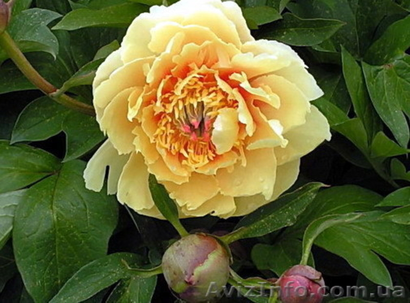 Древовидные пионы, пионы ИТО гибриды, травянистые пионы – более 70 сортов - <ro>Изображение</ro><ru>Изображение</ru> #1, <ru>Объявление</ru> #821613