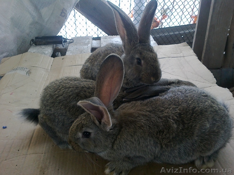 Кролики крупной породы - <ro>Изображение</ro><ru>Изображение</ru> #2, <ru>Объявление</ru> #832801
