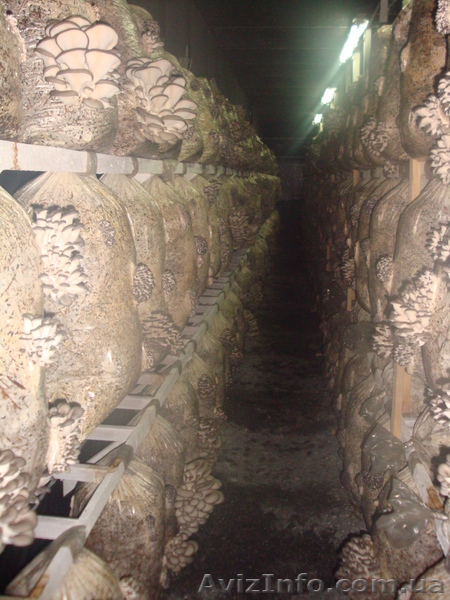 Продам действующий грибной бизнес. Сергей , 067-12-999-44 - <ro>Изображение</ro><ru>Изображение</ru> #8, <ru>Объявление</ru> #821189