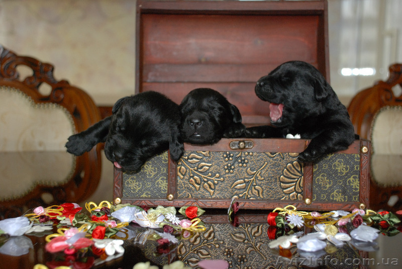 Щенки Лабрадора Salikasoul - <ro>Изображение</ro><ru>Изображение</ru> #7, <ru>Объявление</ru> #817413