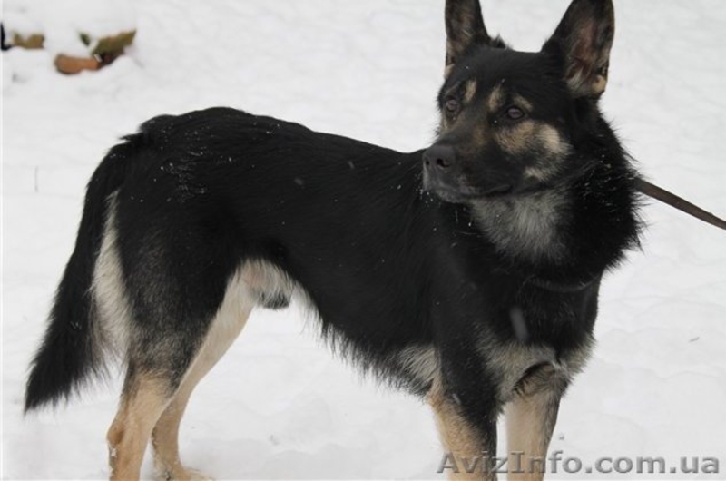 Душевный пес для душевных хозяев - <ro>Изображение</ro><ru>Изображение</ru> #5, <ru>Объявление</ru> #816417