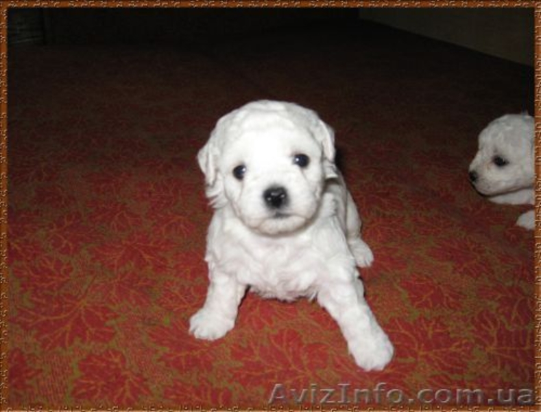 Бишон фриз - щенки - Новогодние игрушки. - <ro>Изображение</ro><ru>Изображение</ru> #3, <ru>Объявление</ru> #817874