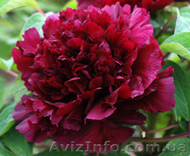 Древовидные пионы, травянистые пионы – более 70 сортов  - <ro>Изображение</ro><ru>Изображение</ru> #3, <ru>Объявление</ru> #816431