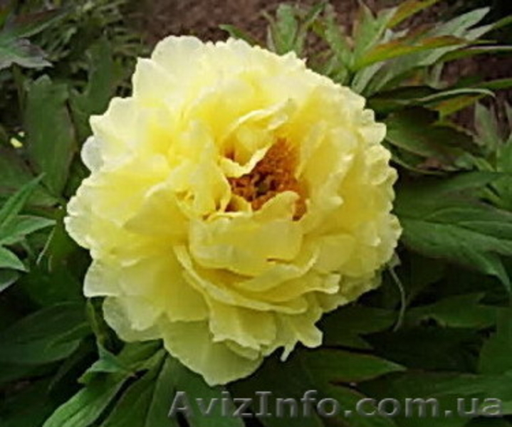 Древовидные пионы, травянистые пионы – более 70 сортов  - <ro>Изображение</ro><ru>Изображение</ru> #4, <ru>Объявление</ru> #816431