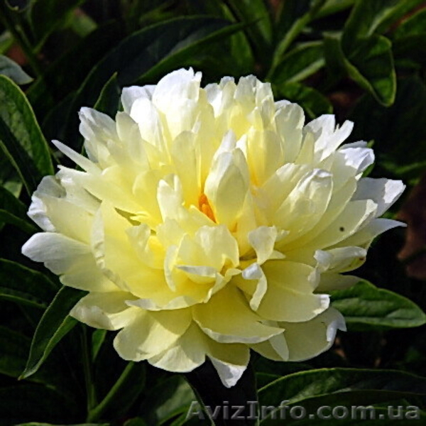 Древовидные пионы, пионы ИТО гибриды, травянистые пионы – более 70 сортов - <ro>Изображение</ro><ru>Изображение</ru> #4, <ru>Объявление</ru> #821613