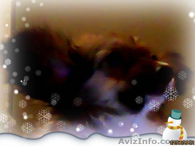 Папильон - Новогодняя бабочка. - <ro>Изображение</ro><ru>Изображение</ru> #3, <ru>Объявление</ru> #817861