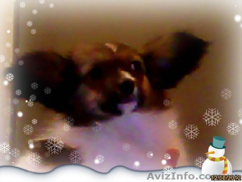 Папильон - Новогодняя бабочка. - <ro>Изображение</ro><ru>Изображение</ru> #4, <ru>Объявление</ru> #817861