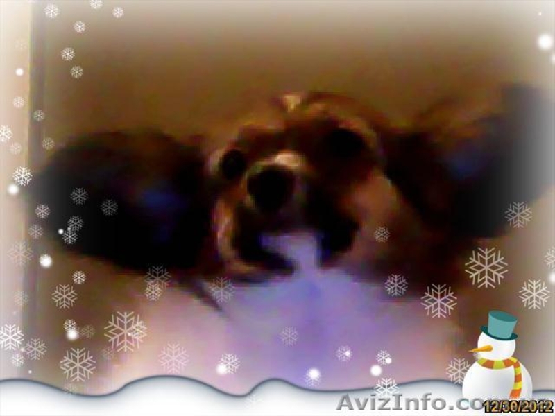 Папильон - Новогодняя бабочка. - <ro>Изображение</ro><ru>Изображение</ru> #7, <ru>Объявление</ru> #817861