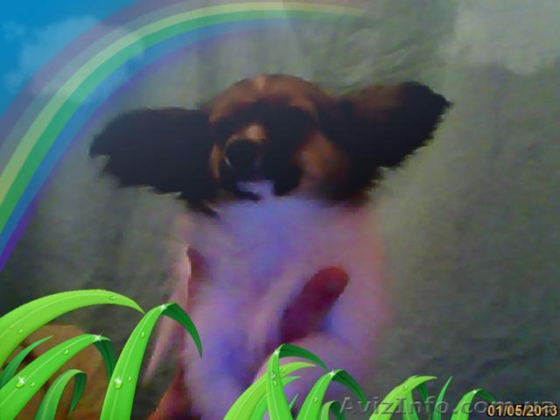 Папильон - Новогодняя бабочка. - <ro>Изображение</ro><ru>Изображение</ru> #5, <ru>Объявление</ru> #817861