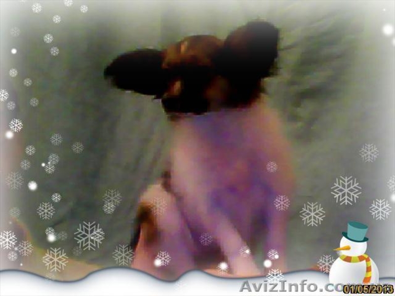 Папильон - Новогодняя бабочка. - <ro>Изображение</ro><ru>Изображение</ru> #6, <ru>Объявление</ru> #817861