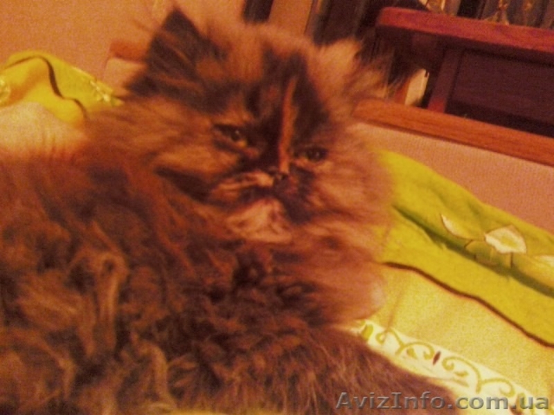 Продам персидских котят. - <ro>Изображение</ro><ru>Изображение</ru> #1, <ru>Объявление</ru> #33526