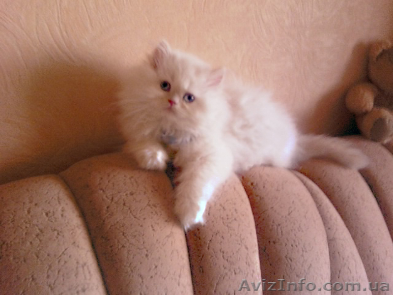 Продам персидских котят. - <ro>Изображение</ro><ru>Изображение</ru> #3, <ru>Объявление</ru> #33526