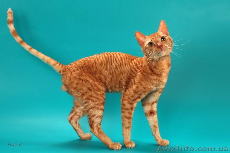 Уральские Рексы - кудрявые кошки - <ro>Изображение</ro><ru>Изображение</ru> #2, <ru>Объявление</ru> #824946