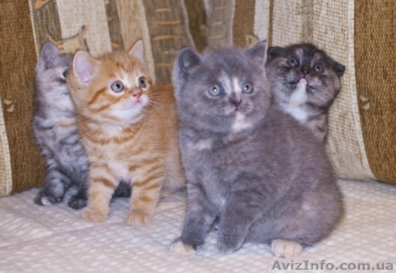 Шотландские котята (фолд и страйт) - <ro>Изображение</ro><ru>Изображение</ru> #1, <ru>Объявление</ru> #820025