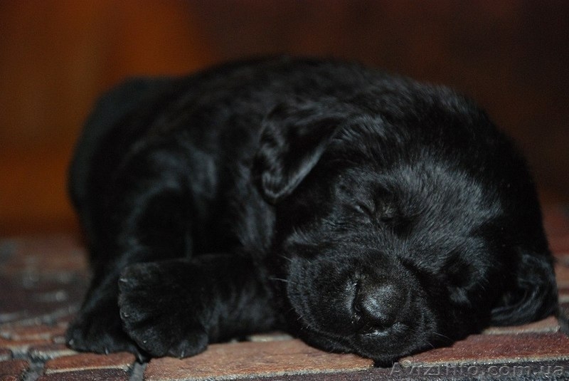 Щенки Лабрадора Salikasoul - <ro>Изображение</ro><ru>Изображение</ru> #6, <ru>Объявление</ru> #817413