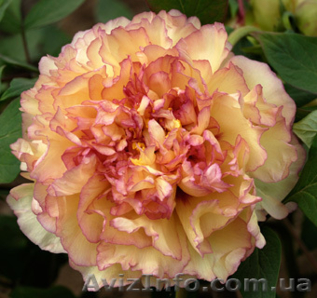 Древовидные пионы, травянистые пионы – более 70 сортов  - <ro>Изображение</ro><ru>Изображение</ru> #5, <ru>Объявление</ru> #816431