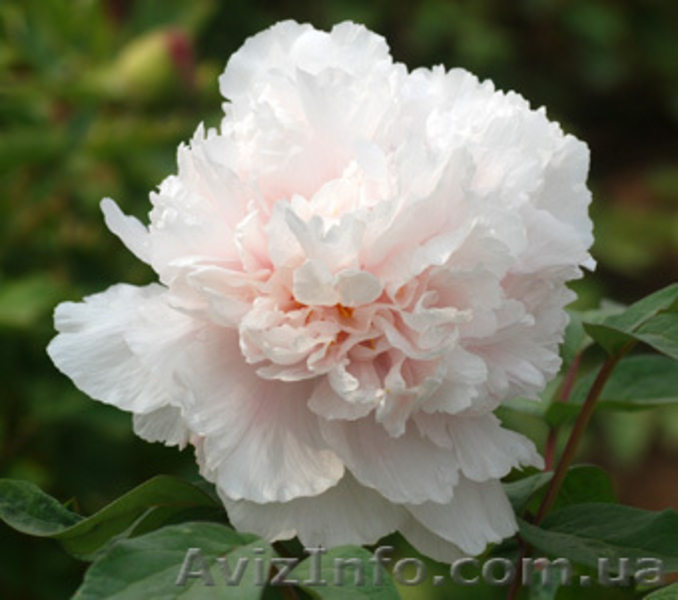 Древовидные пионы, травянистые пионы – более 70 сортов  - <ro>Изображение</ro><ru>Изображение</ru> #6, <ru>Объявление</ru> #816431