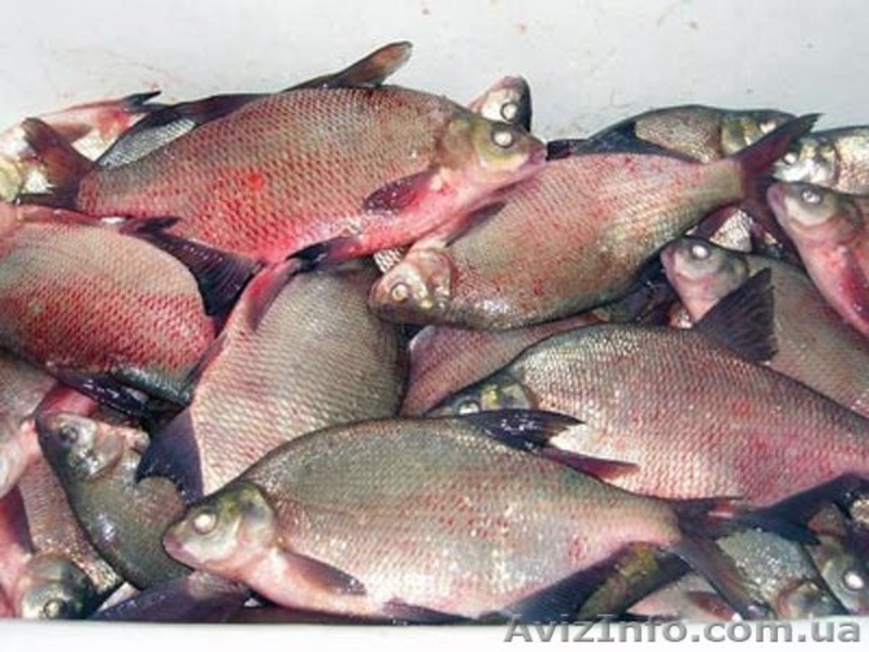 вяленая,копченая,свежемороженая рыба - <ro>Изображение</ro><ru>Изображение</ru> #5, <ru>Объявление</ru> #827754