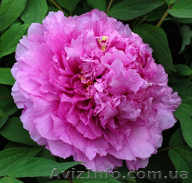 Древовидные пионы, травянистые пионы – более 70 сортов  - <ro>Изображение</ro><ru>Изображение</ru> #7, <ru>Объявление</ru> #816431