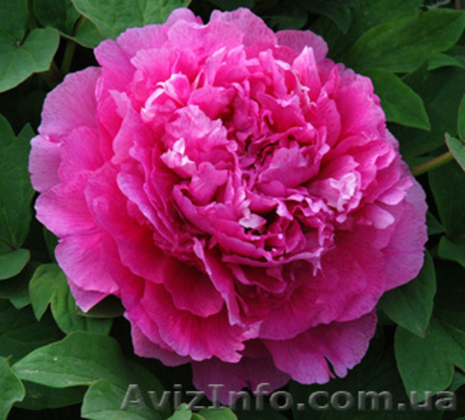 Древовидные пионы, пионы ИТО гибриды, травянистые пионы – более 70 сортов - <ro>Изображение</ro><ru>Изображение</ru> #5, <ru>Объявление</ru> #821613