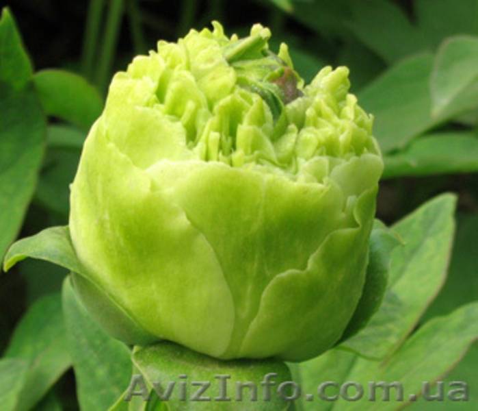 Древовидные пионы, травянистые пионы – более 70 сортов  - <ro>Изображение</ro><ru>Изображение</ru> #8, <ru>Объявление</ru> #816431