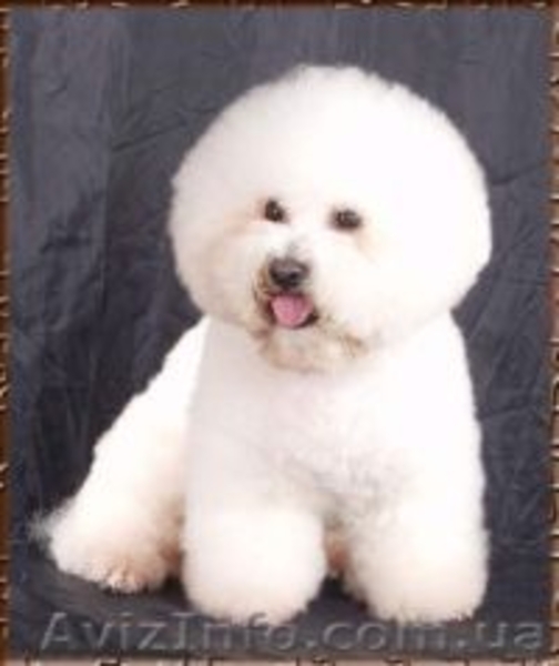 Бишон фриз - щенки - Новогодние игрушки. - <ro>Изображение</ro><ru>Изображение</ru> #4, <ru>Объявление</ru> #817874