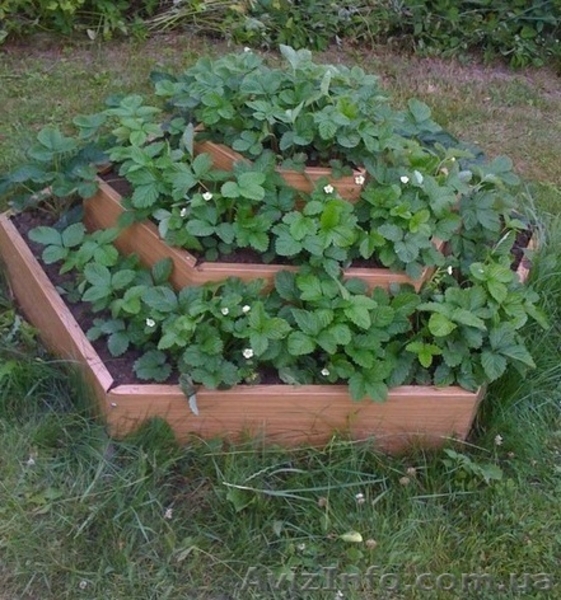 Клумба альпийская - <ro>Изображение</ro><ru>Изображение</ru> #3, <ru>Объявление</ru> #818567