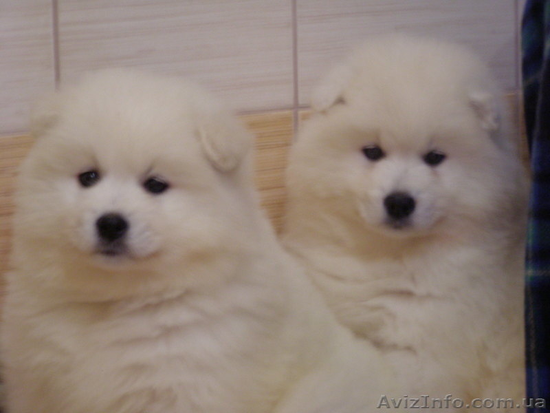 роскошные щенки самоеда  - <ro>Изображение</ro><ru>Изображение</ru> #1, <ru>Объявление</ru> #831890