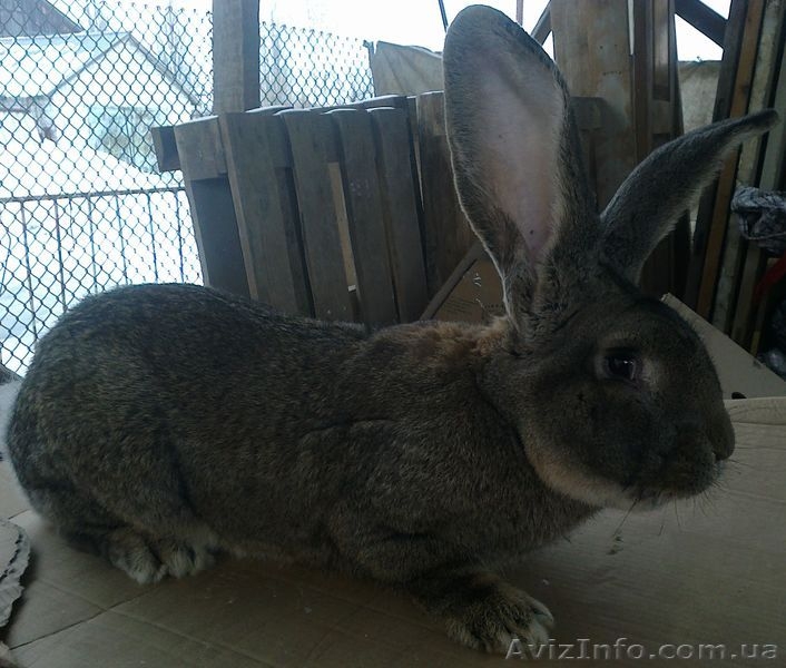 Кролики крупной породы - <ro>Изображение</ro><ru>Изображение</ru> #1, <ru>Объявление</ru> #832801