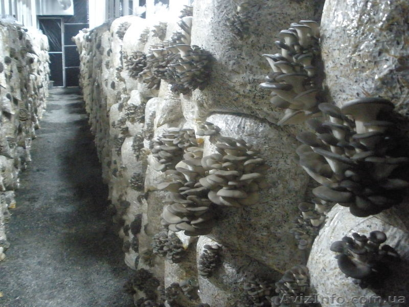 Продам действующий грибной бизнес. Сергей , 067-12-999-44 - <ro>Изображение</ro><ru>Изображение</ru> #1, <ru>Объявление</ru> #821189