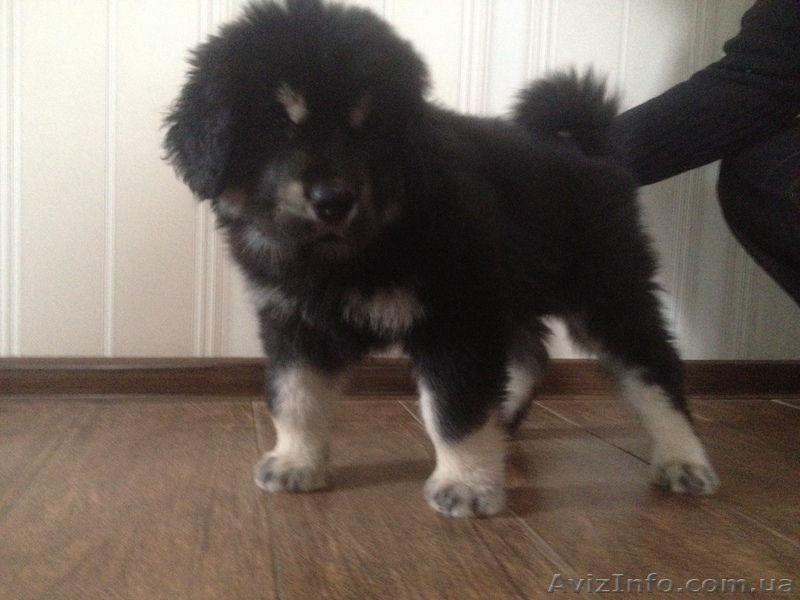 Продам элитного щенка тибетского мастифа - <ro>Изображение</ro><ru>Изображение</ru> #2, <ru>Объявление</ru> #818287