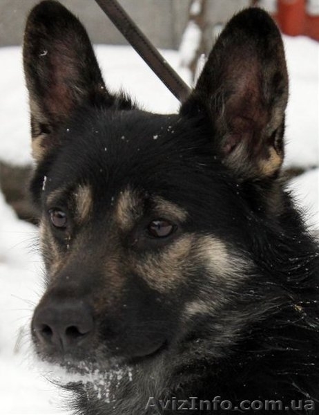 Душевный пес для душевных хозяев - <ro>Изображение</ro><ru>Изображение</ru> #4, <ru>Объявление</ru> #816417