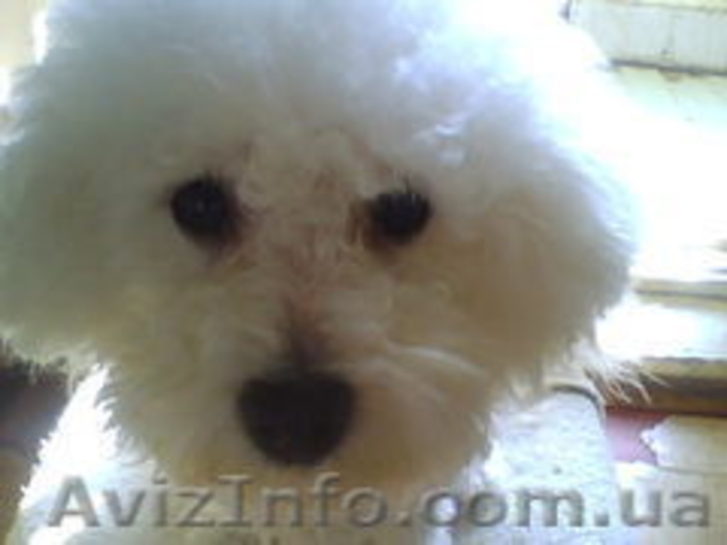 Бишон фриз - щенки - Новогодние игрушки. - <ro>Изображение</ro><ru>Изображение</ru> #5, <ru>Объявление</ru> #817874