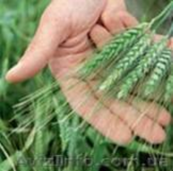 Гербициды, фунгициды, инсектициды - <ro>Изображение</ro><ru>Изображение</ru> #3, <ru>Объявление</ru> #828332