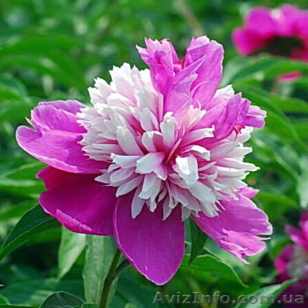 Древовидные пионы, пионы ИТО гибриды, травянистые пионы – более 70 сортов - <ro>Изображение</ro><ru>Изображение</ru> #7, <ru>Объявление</ru> #821613