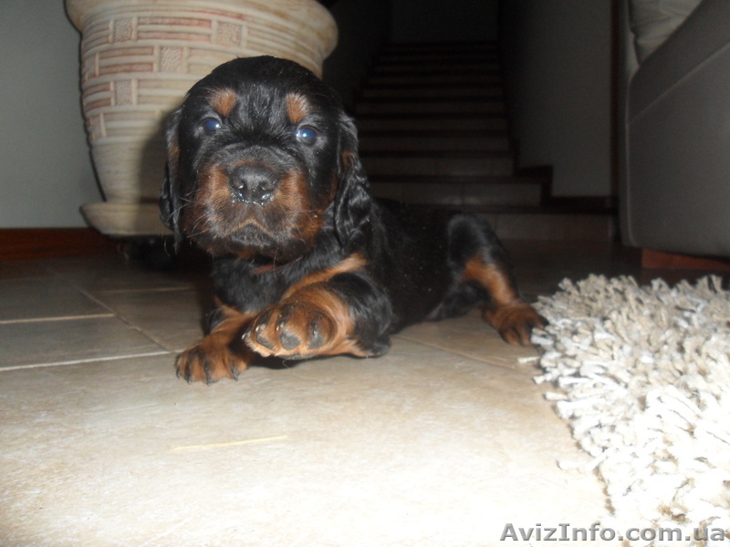 щенки шотландского сеттера - <ro>Изображение</ro><ru>Изображение</ru> #1, <ru>Объявление</ru> #815821