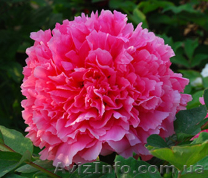 Древовидные пионы, травянистые пионы – более 70 сортов  - <ro>Изображение</ro><ru>Изображение</ru> #10, <ru>Объявление</ru> #816431