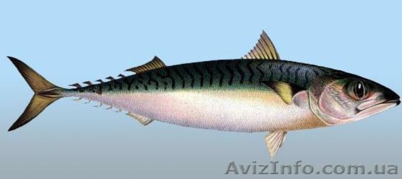 вяленая,копченая,свежемороженая рыба - <ro>Изображение</ro><ru>Изображение</ru> #1, <ru>Объявление</ru> #827754