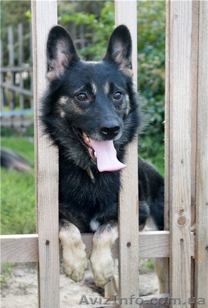 Душевный пес для душевных хозяев - <ro>Изображение</ro><ru>Изображение</ru> #1, <ru>Объявление</ru> #816417