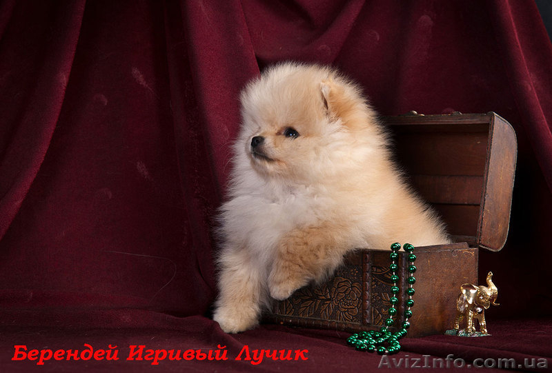 щенки померанского шпица, Тип ,,медвежонок,,Доставка по Украине - <ro>Изображение</ro><ru>Изображение</ru> #1, <ru>Объявление</ru> #437037